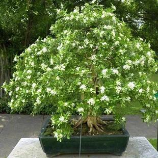 九里香种子九树香万里香千只眼石辣椒九秋香盆栽花卉种子