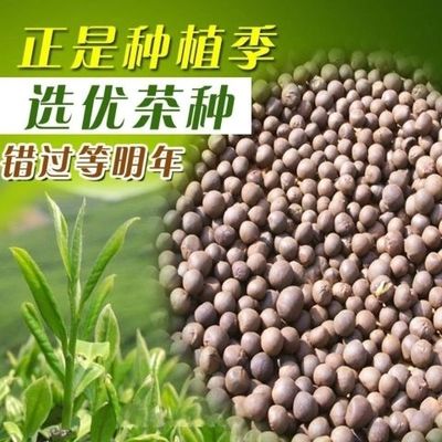 茶叶种子 茶籽 茶树种子茶子 早采绿茶 信阳毛尖苗种植500g克包邮