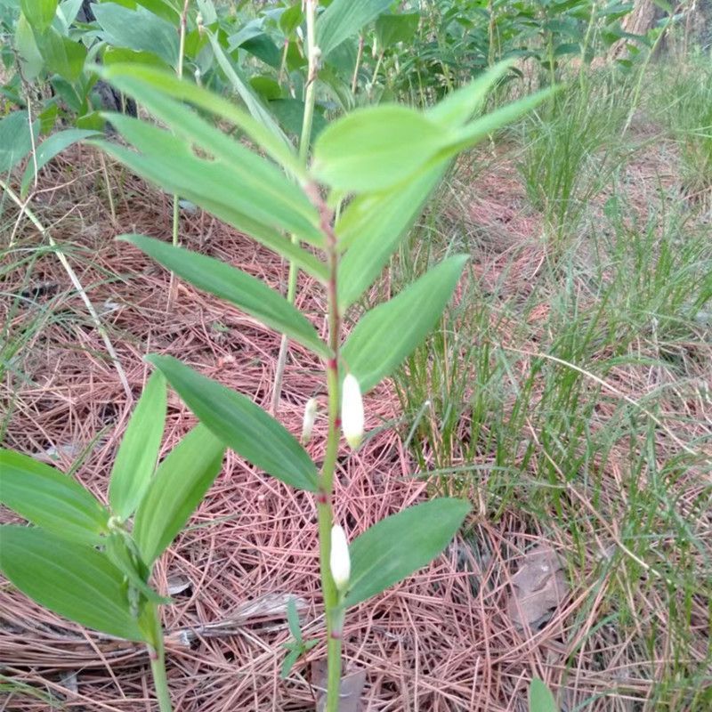 野生玉竹种子药材玉竹种子 萎地管子尾参铃铛菜 药食同源滋补