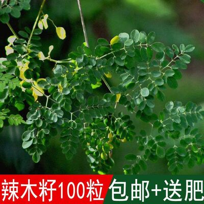 出售林木树种子辣木种子辣木籽印度辣木种籽四季可播树种籽包邮