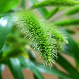 狗尾巴草种子狗尾草籽多年生耐旱草种护坡杂草园林绿化观赏  农民