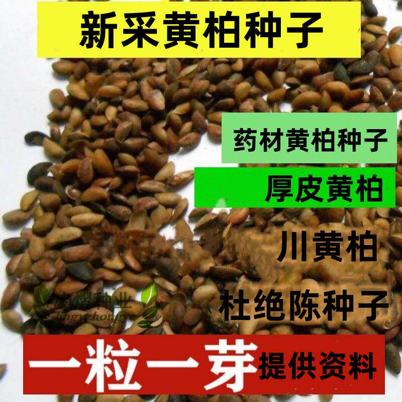 新采黄柏种子柏厚皮黄柏种子黄菠萝绿化行道林木苗木树种子黄柏皮
