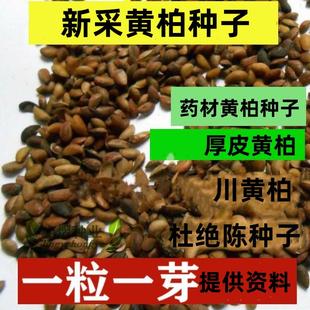 新采黄柏种子柏厚皮黄柏种子黄菠萝绿化行道林木苗木树种子黄柏皮