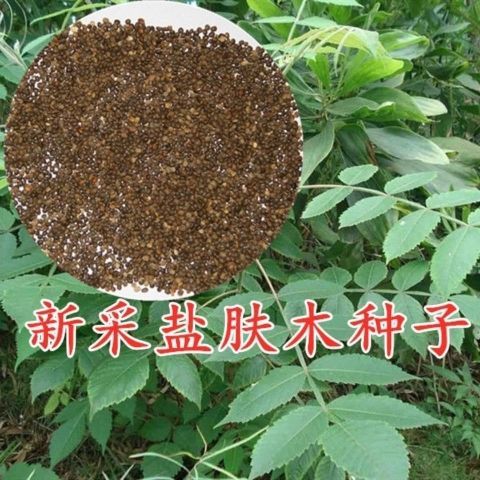 新采五倍子树种子 盐肤木种子 造林护坡树种子药材蜜源种子