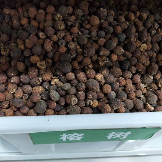 榕树种子 大小叶榕树垂叶榕人参榕树种盆栽高山盆景植物花卉种籽