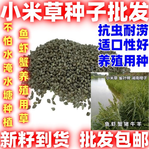 小米草种籽养殖水草虾蟹