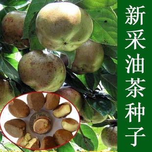 正宗红花油茶种子油茶种子白花油茶籽大果红花油茶种茶树种油料籽