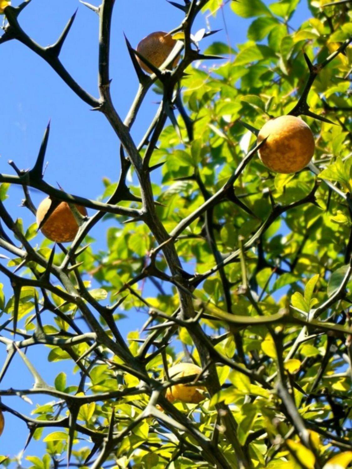 铁篱笆刺树种子枸橘树苗籽大叶砧木树苗小苗用种籽带刺栅栏种43