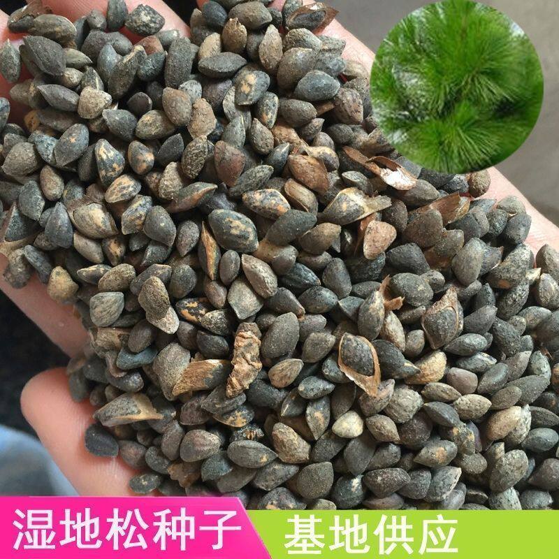 新采集 湿地松种子 古巴松 松树 绿化行道林木苗木树种子绿化树