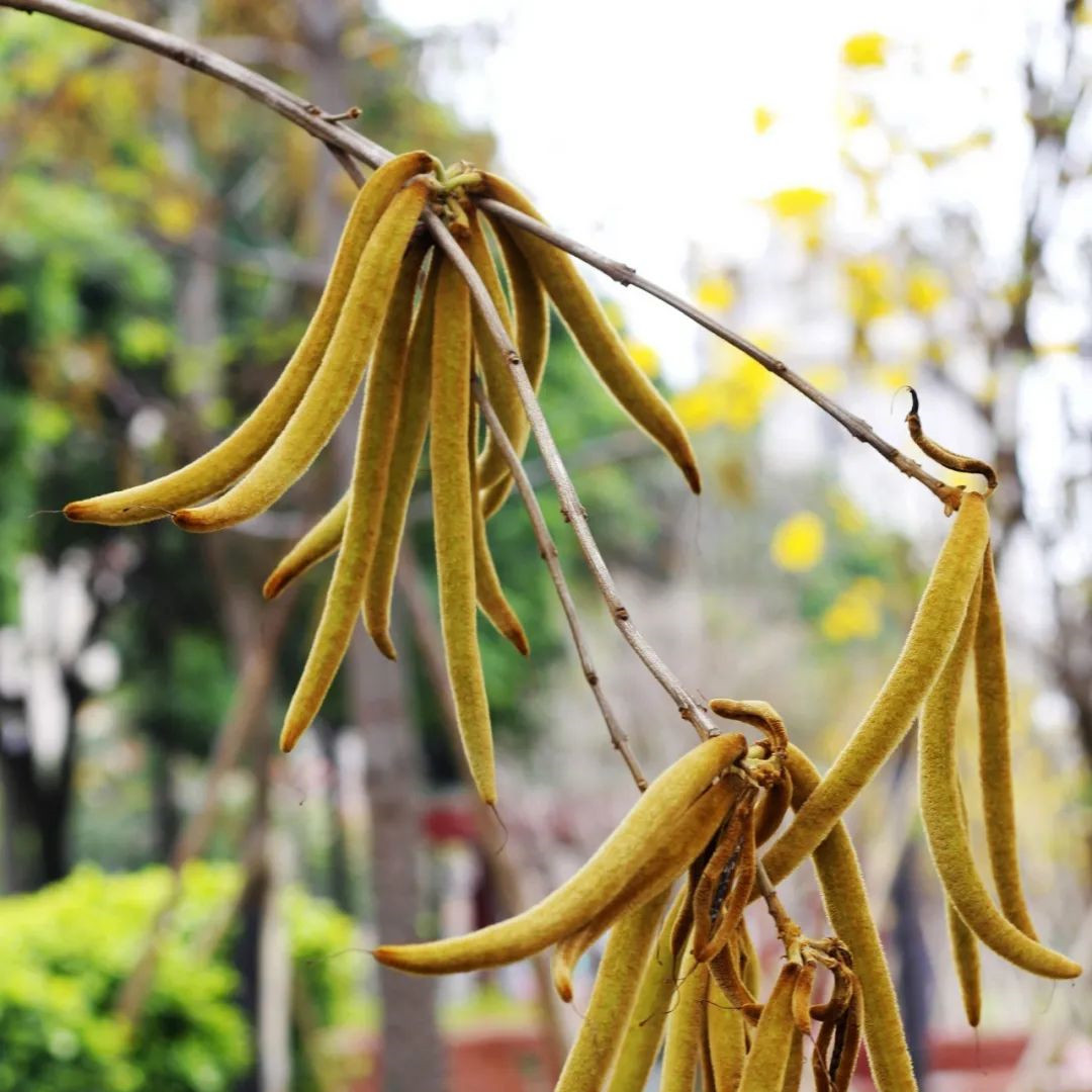 林木树种籽黄花风铃木种子风铃木种子风景树绿化苗木种子四季播种