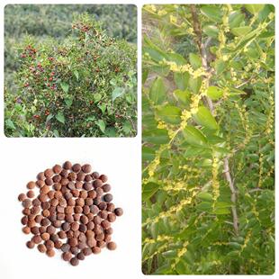 酸枣种子净籽南酸枣仁种子酸枣核种子枣子种子枣树种子缅枣仁种子