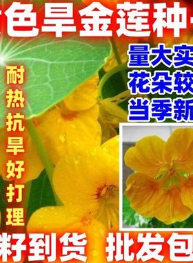 黄色旱金莲种子盆栽花草植物室内易活新手好种好看种子籽