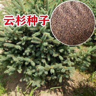 云杉种子 林木种子 新采云杉树种子 茂县云杉杉树种子 杉木种子