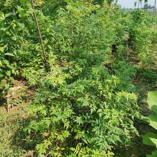 林木种子苦楝树种子苦栋树种子楝树紫花树种子楝枣种子苦楝子种籽