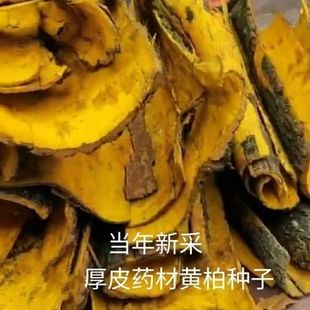 黄柏新采种子 柏厚皮黄柏种子 黄菠萝绿化行道林木苗木树种子
