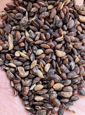 黄柏皮树种子黄柏种子 川黄柏青厚皮正品 黄柏种子公司新鲜