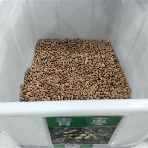 散装大青枣种子 枣子种子 台湾甜枣种子冬枣种子家庭阳台庭院盆栽