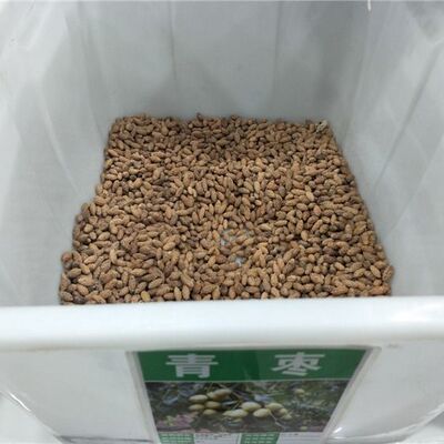 散装大青枣种子 枣子种子 台湾甜枣种子冬枣种子家庭阳台庭院盆栽