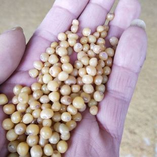 黄精种子鸡头黄精老虎姜滇黄精姜型多花黄精 黄金不倒苗黄精 种籽