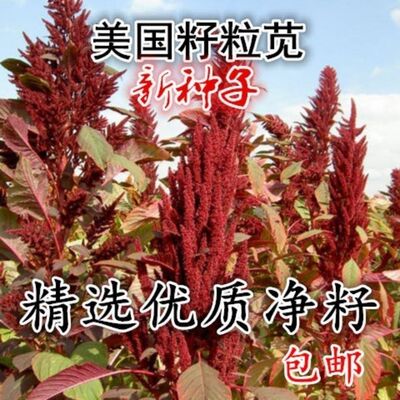 美国进口籽粒苋种子优质牧草高蛋白牧草种子产量高易种植包邮