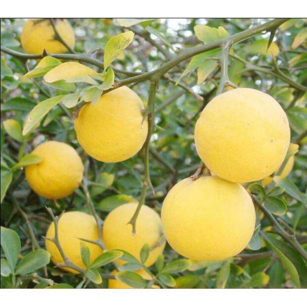 香橙种子枳壳种子枸橘种子红桔红橘嫁接柑橘资阳小叶香橙软枝种籽