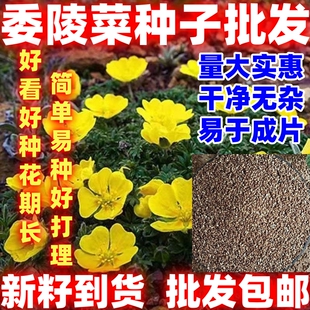 委陵菜种子地被花种籽黄色小花多年生花种子简单易种庭院四季易种