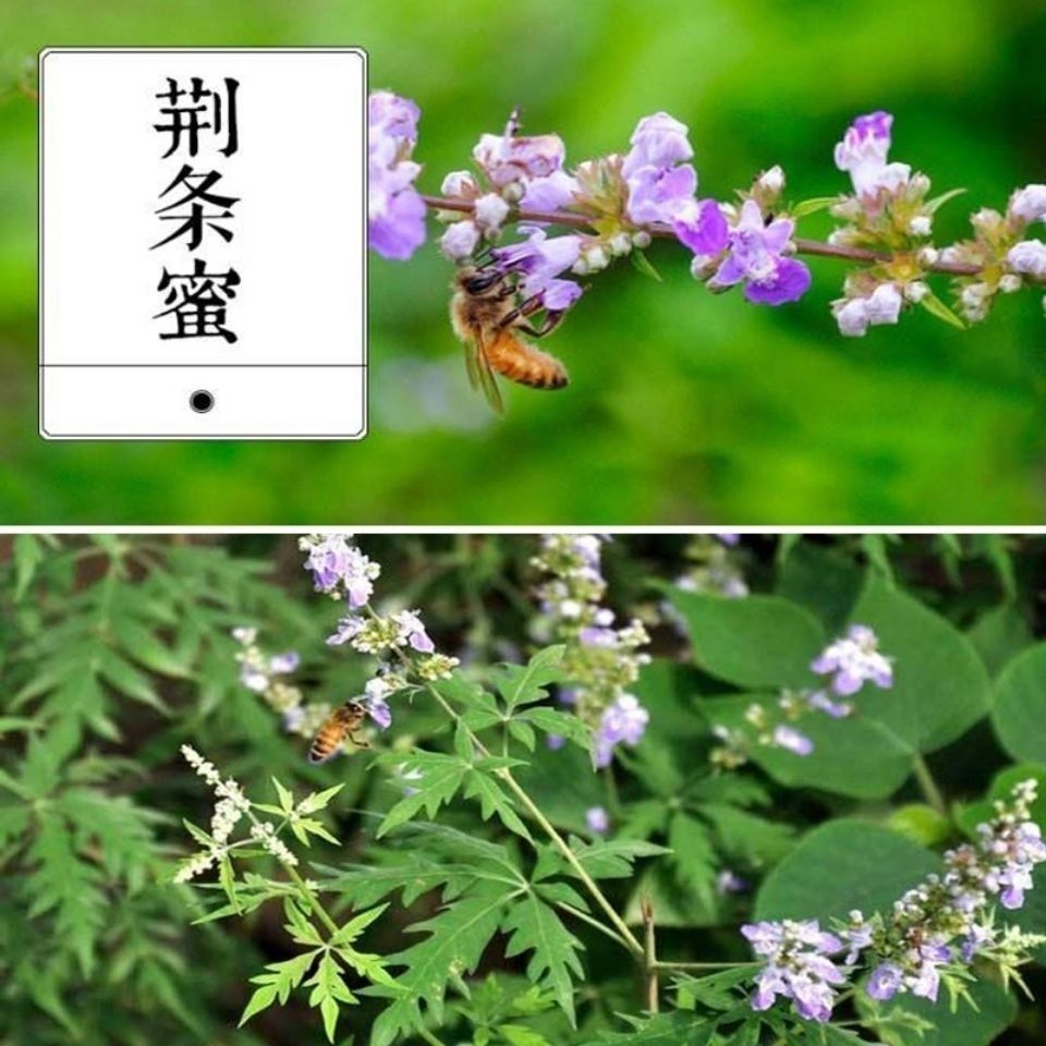 荆条种子牡荆五指风五指柑土常山黄荆柴黄金子蜜源绿肥荆条树种籽