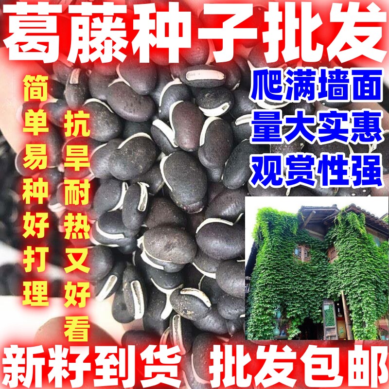 葛藤种子护坡种籽简单易种藤野葛根边坡绿化藤本植物沙土巩固爬藤