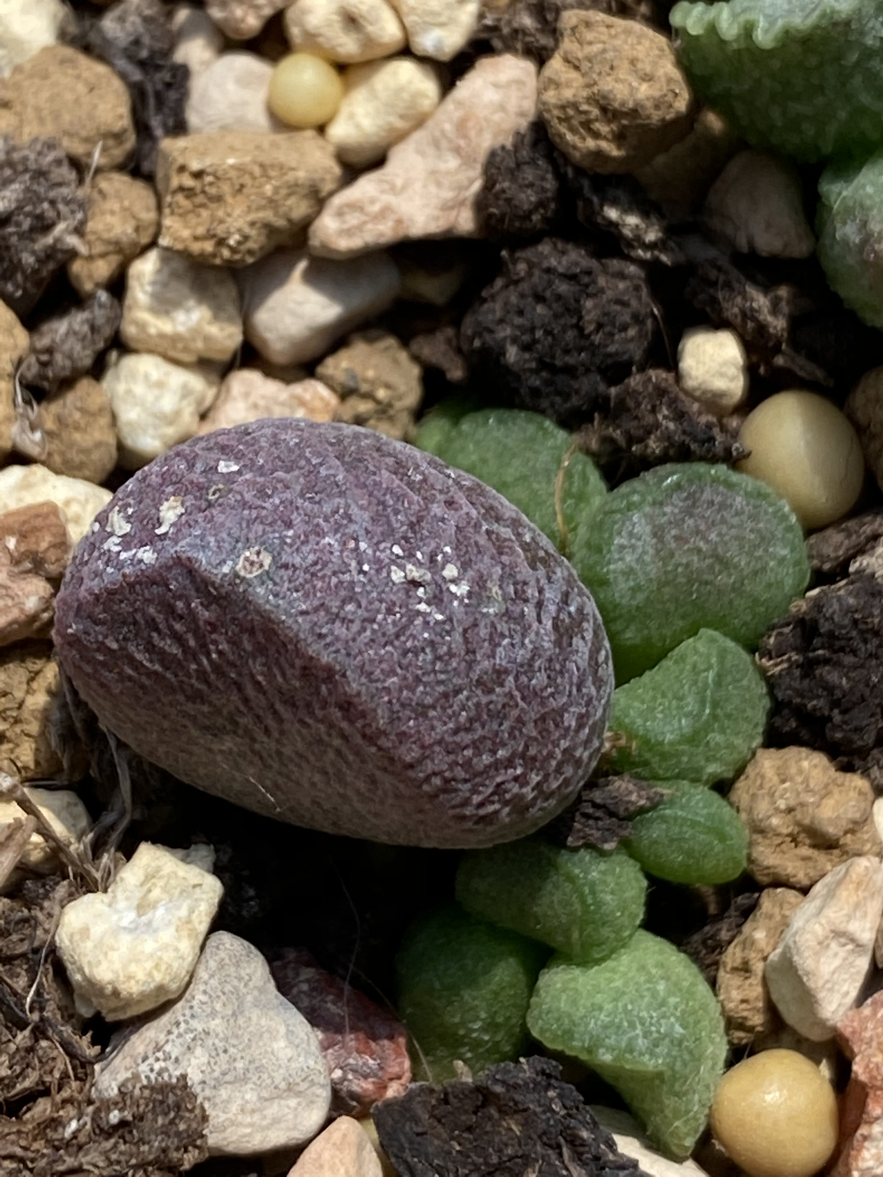 多肉植物夏娃水泡