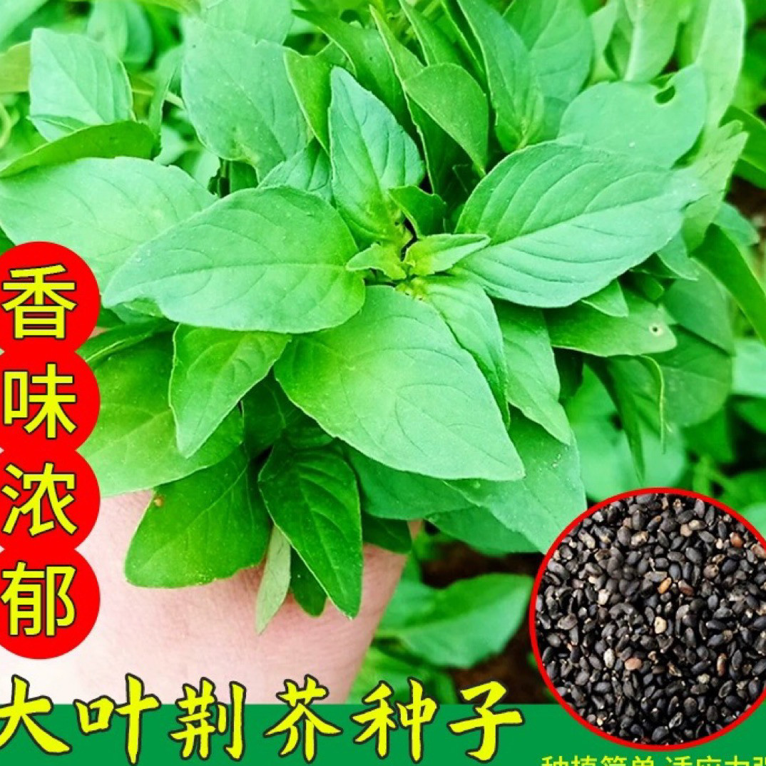 大叶荆芥种子四季播耐热高产农家盆栽阳台蔬菜种籽春秋播种孑