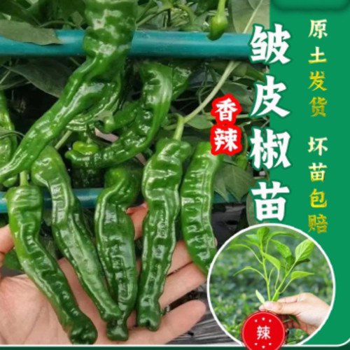 辣椒种子四季简单种植辣椒种子