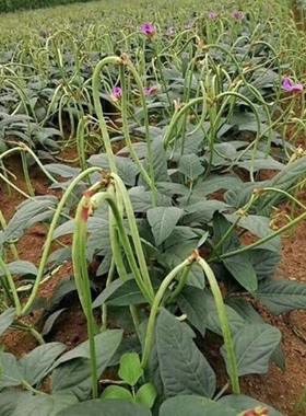 无架豆角种子绿色不用搭架四季种植阳台盆栽