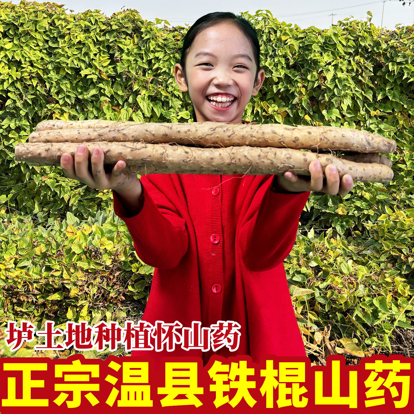 铁棍山药正宗河南焦作温县特产垆土新鲜淮山药怀山药准铁杆桂整箱