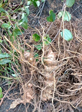 湖南金刚藤根天然现挖新鲜菝葜根金刚刺铁菱角马甲头泡酒煲汤利湿