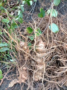 湖南金刚藤根天然现挖新鲜菝葜根金刚刺铁菱角马甲头泡酒煲汤利湿