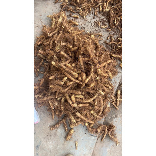 玉竹新鲜玉竹现挖玉竹茶中药材尾参北沙参正品种植苗黄精种子