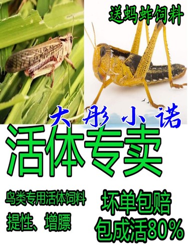 活体蚂蚱蚱蜢爬虫饲料蝗虫