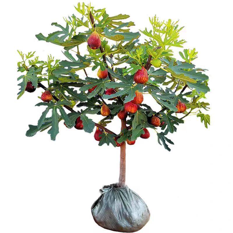 无花果树苗盆栽果树苗四季特大波姬红南北方阳台种植地栽当年结果