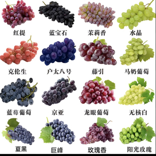 葡萄树苗南北方种植一物一拍