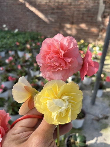 甜品黄垂钓芳香海棠