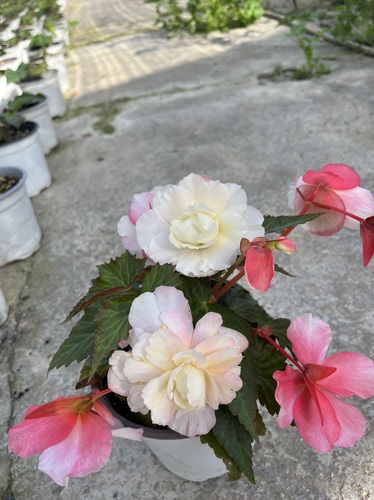 甜心苹果花