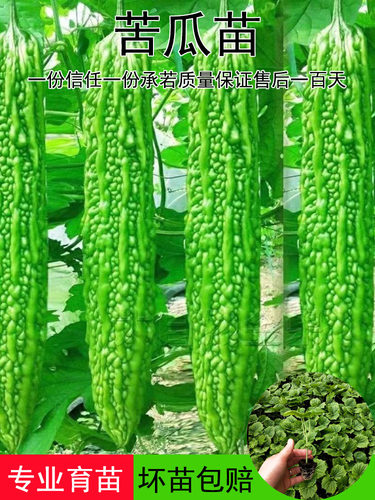 荷兰高产苦瓜种子种籽苗嫁接带土大全孑苹果蔬菜秧苗四季菜苗秧白