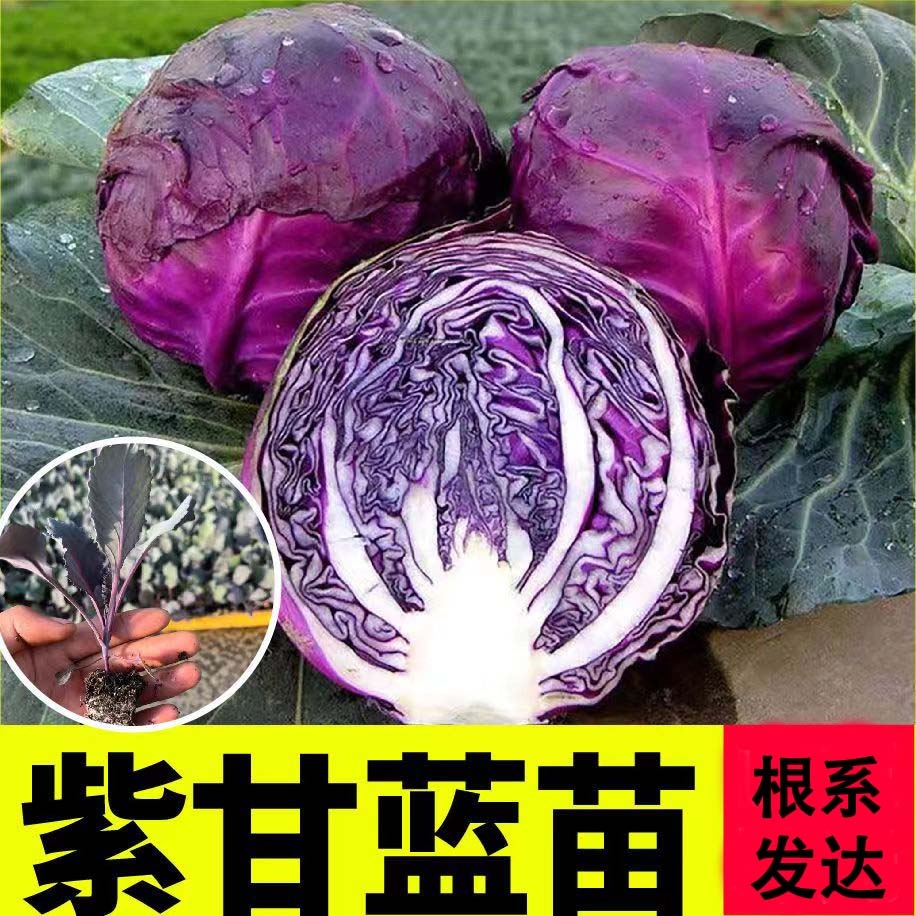 秋冬紫甘蓝苗秧苗花菜花牛心球心苗西兰花种子苗四季南方盆栽阳台