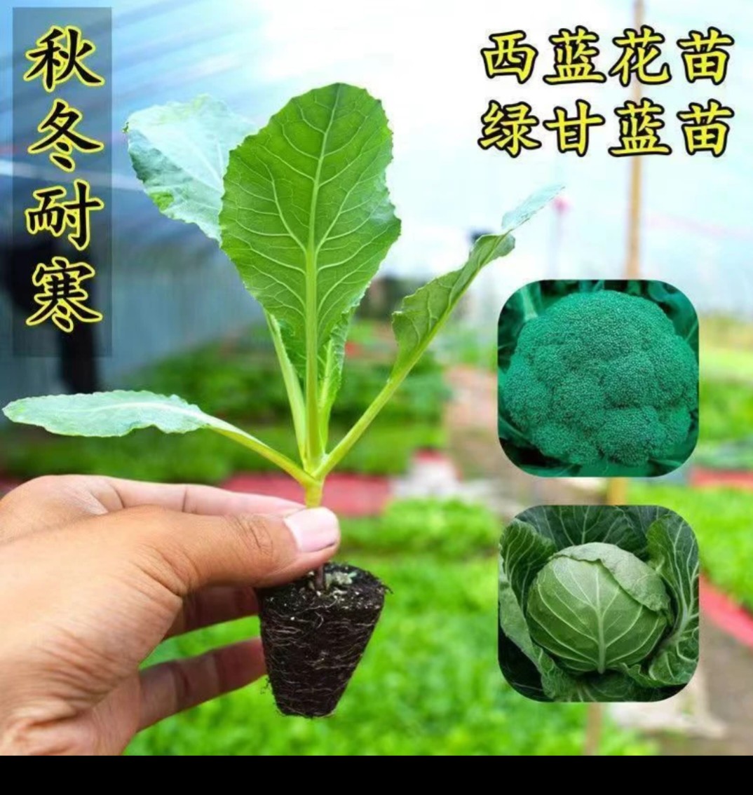 青梗花菜苗秧苗四季阳台盆栽种子