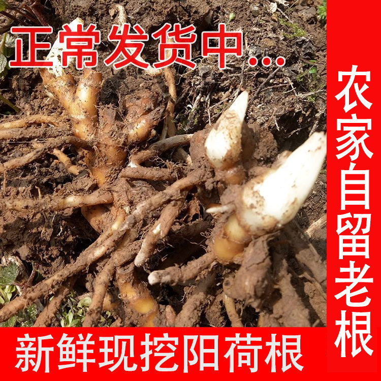 阳荷茗荷洋荷姜阳藿山姜观音花野生姜莲花姜洋河姜洋荷根