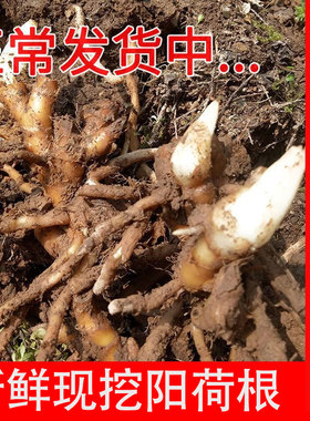 阳荷茗荷洋荷姜阳藿山姜观音花野生姜莲花姜洋河姜洋荷根