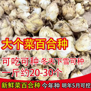 新鲜大个食用百合种子种球花种苗非香水百合可吃可种食用菜百合
