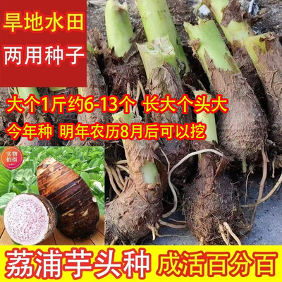 正宗广西荔浦芋头种子可吃可种种植香芋槟榔芋紫芋大个芋头种子