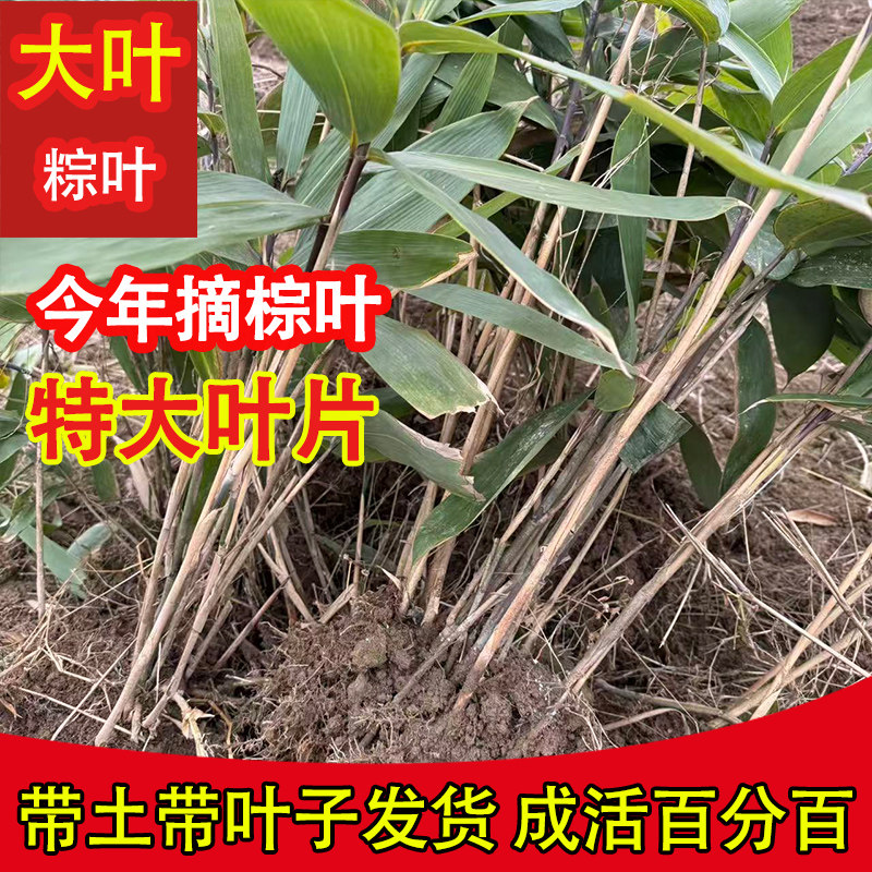 包粽子正宗野生粽叶苗箬叶苗高寮叶竹苗棕叶苗粽叶种跟苗