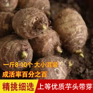 新鲜非荔浦山东小芋头毛芋头可吃种芋艿芋仔小芋头可吃可种